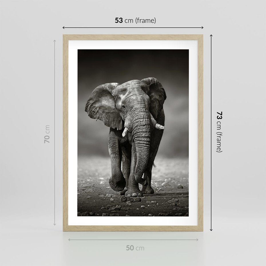 Plakat w ramie 50x70 - Majestatyczny słoń Afryki - słoń, Afryka - rama drewno