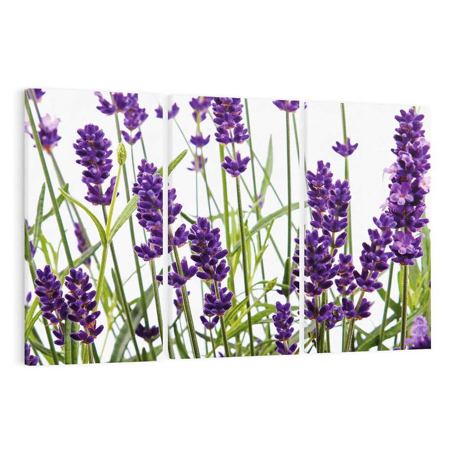 Obraz na płótnie 120x80 - Fioletowa harmonia lawendy - lawenda, fiolet