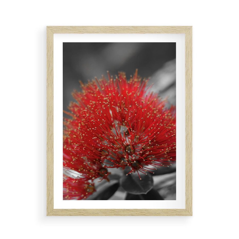 Plakat w ramie 50x70 - Ukwiał na rafie koralowej - ukwiał, rafa - rama drewno