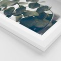 Plakat w ramie 50x70 - ukaliptusowa Harmonia - liście eukaliptusa - rama biała