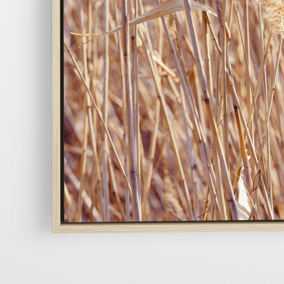 Obraz w ramie 50x50 - Mistrzowskie suche trawy - suche, trawy - rama drewno
