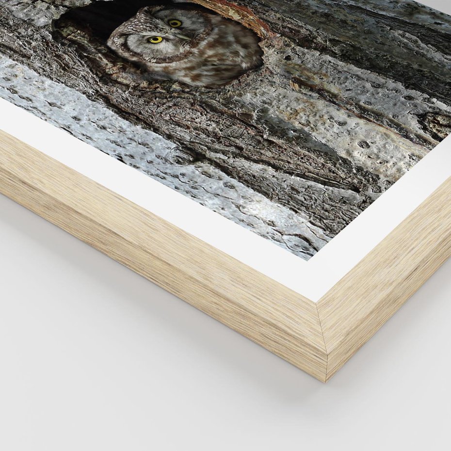 Plakat w ramie 40x50 - Tajemniczy W świecie Nocy - sowa, dziupla - rama drewno