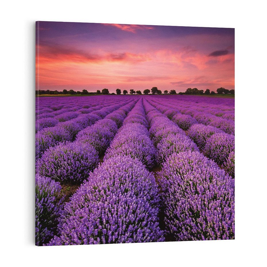 Obraz na płótnie 70x70 - Lawenda: polne zauroczenie - lawenda, kwiaty