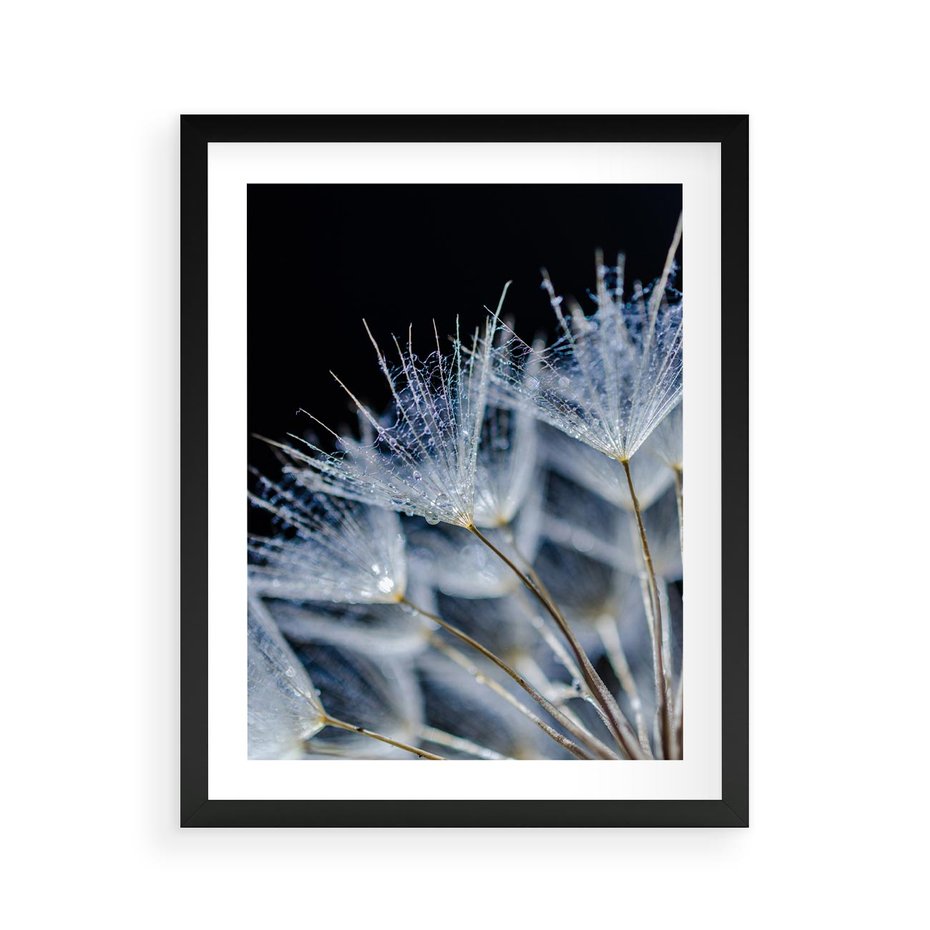 Plakat w ramie 40x50 - Makro piękno dmuchawców - makro, dmuchawce - rama czarna