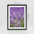 Plakat w ramie 30x40 - Urok lawendy - lawenda, kwiaty - rama czarna
