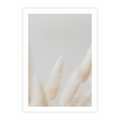 Plakat bez ramy 40x50 - Biały Spokój - białe trawy, suche trawy pampas