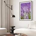 Plakat w ramie 30x40 - Urok lawendy - lawenda, kwiaty - rama czarna