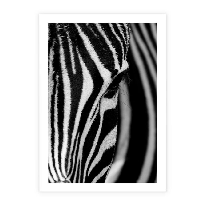 Plakat bez ramy 21x30 - Pasy Zebr - zebra, paski