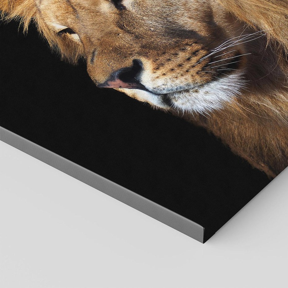 Obraz na płótnie 80x80 - Władca Dzikiej Przyrody - lew, król