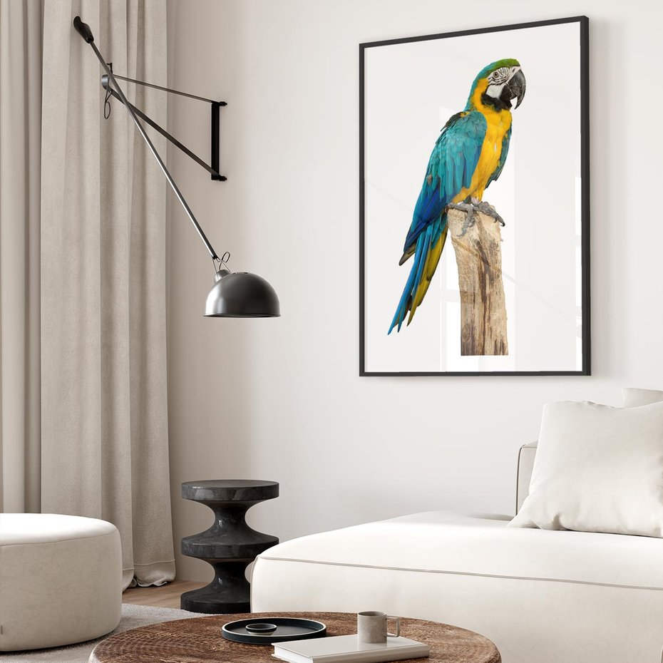 Plakat bez ramy 50x70 - Kolorowa papuga w locie - papuga, ptak