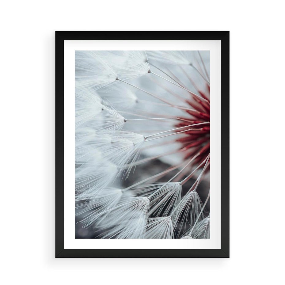 Plakat w ramie 50x70 - Makro Magii Natury - dmuchawiec, zbliżenie makro - rama czarna