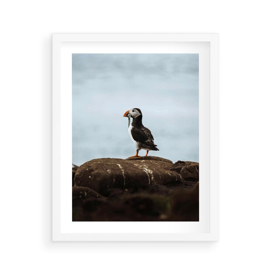 Plakat w ramie 40x50 - Portret Ptaka Morskiego - maskonur, ptak - rama biała