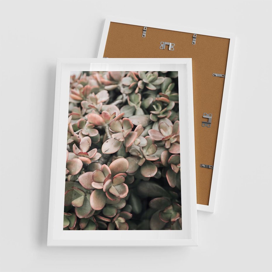 Plakat w ramie 50x70 - Sukulentowa Prostota - sukulenty, zielone liście - rama biała