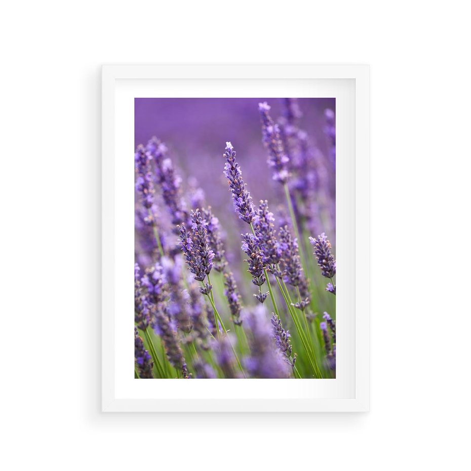Plakat w ramie 30x40 - Urok lawendy - lawenda, kwiaty - rama biała