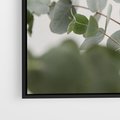 Obraz w ramie 50x50 - Liście eukaliptusa w naturze - eukaliptus, liście - rama czarna