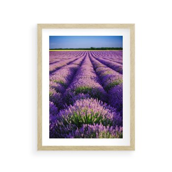 Plakat w ramie 40x50 - Malownicze Pole Lawendy - lawenda, pole - rama drewno