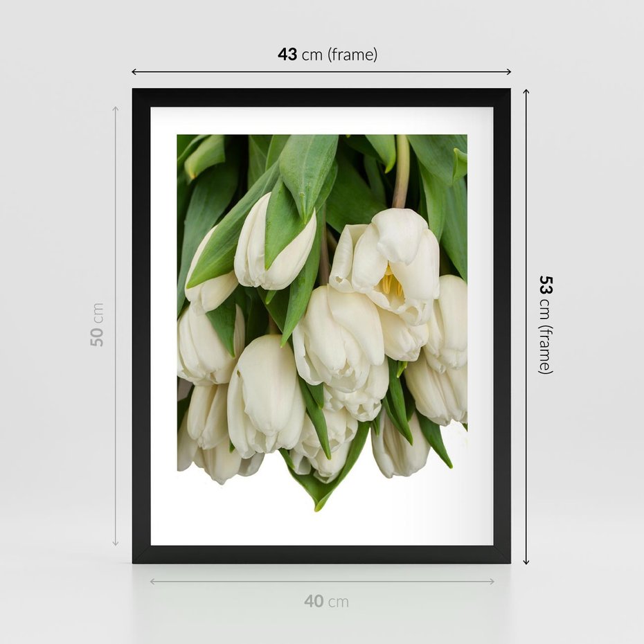 Plakat w ramie 40x50 - Białe tulipany w pełnym rozkwicie - białe, tulipany - rama czarna