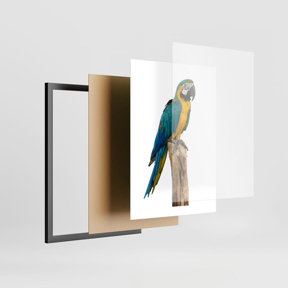 Plakat w ramie 30x40 - Kolorowa papuga w locie - papuga, ptak - rama czarna