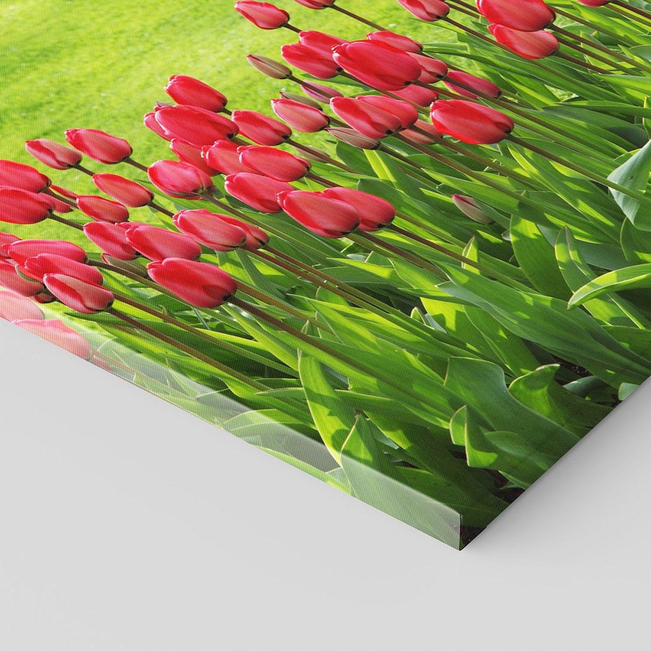 Obraz na płótnie 50x50 - Tulipanowy raj - kwiat, kwiaty