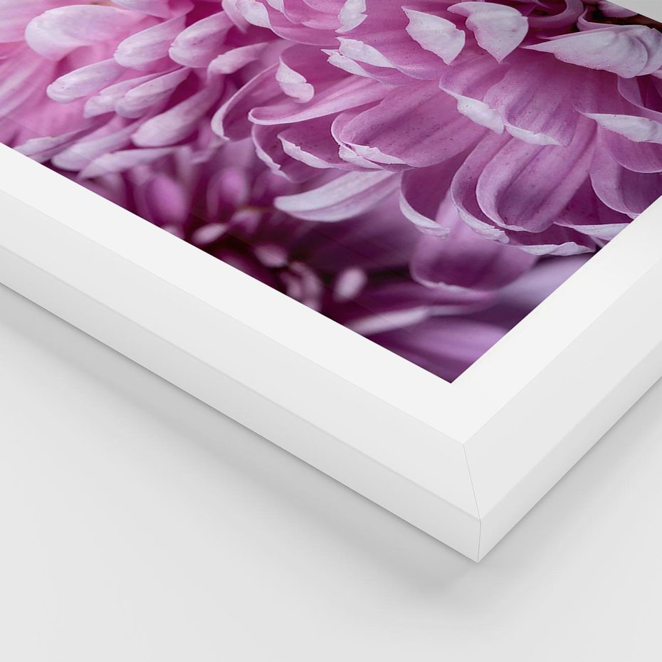 Plakat w ramie 30x40 - Fioletowy zawrót głowy - kwiat, różowy kwiat - rama biała