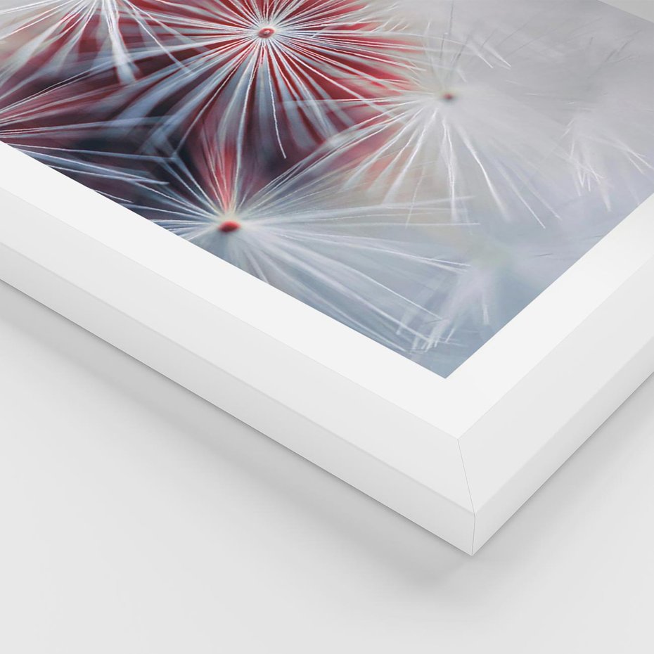 Plakat w ramie 50x70 - Minimalistyczna Delikatność - zbliżenie, dmuchawce - rama biała
