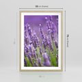 Plakat w ramie 50x70 - Urok lawendy - lawenda, kwiaty - rama drewno