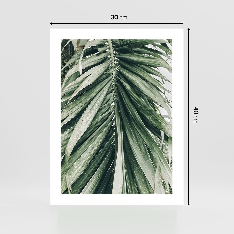 Plakat bez ramy 30x40 - Spokojna Piękność Palmowych Liści - palma, liście palmy