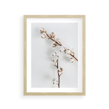 Plakat w ramie 30x40 - Gałęzie Bawełny na Białym Tle - gałęzie bawełny na białym tle, minimalizm - rama drewno