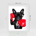 Plakat w ramie 30x40 - Boksujący mops - pies - boks, mops - rama biała