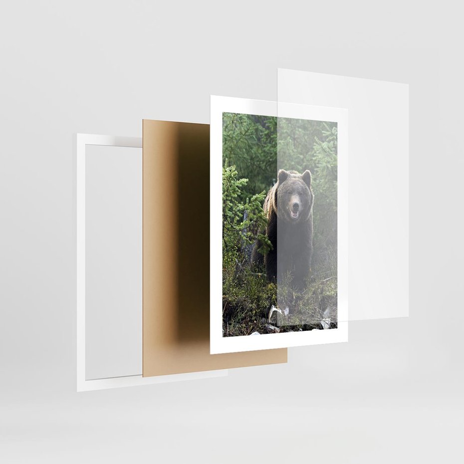 Plakat w ramie 30x40 - Spotkanie z Niedźwiedziem w Lesie - niedźwiedź, las - rama biała