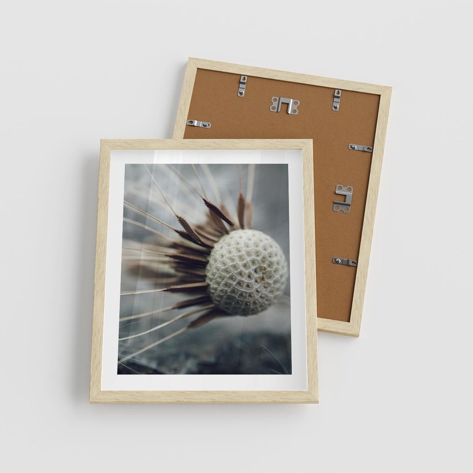 Plakat w ramie 40x50 - Makro Dmuchawiec - dmuchawiec, zbliżenie - rama drewno