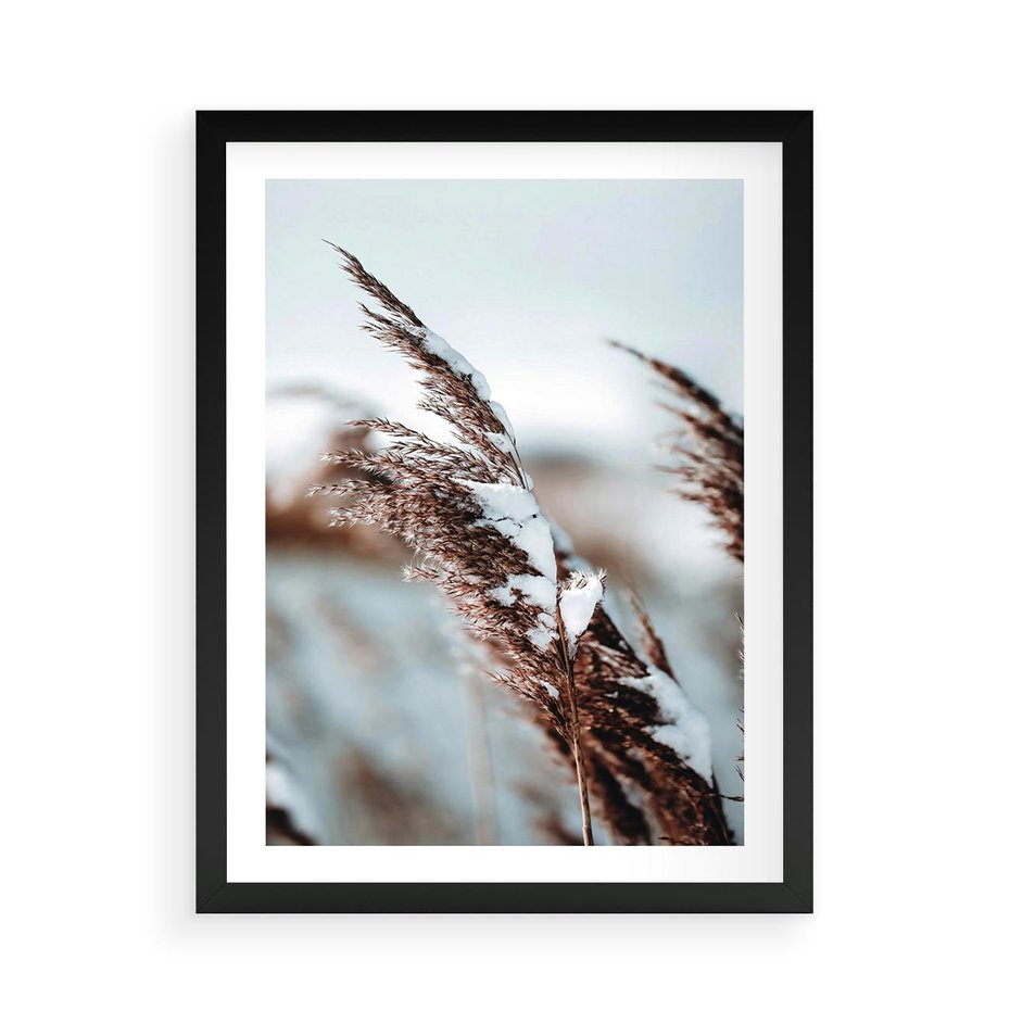 Plakat w ramie 50x70 - Zima na Suchych Trawach - suche trawy, śnieg wysokich na trawach - rama czarna