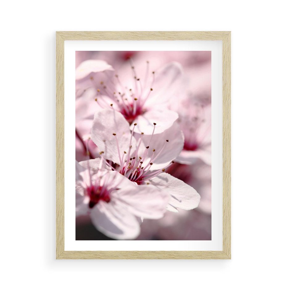 Plakat w ramie 50x70 - Kwitnąca Wiśnia - kwiaty, kwitnąca - rama drewno