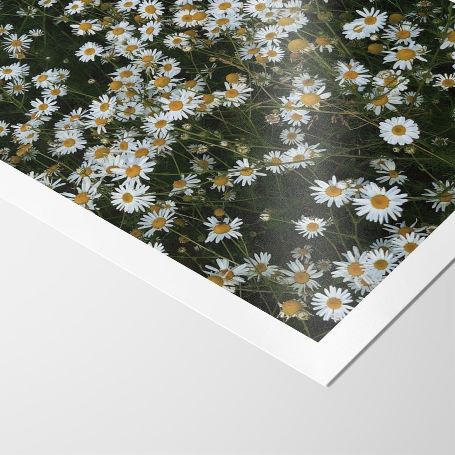 Plakat bez ramy 50x70 - Stokrotkowa Idylla na Łące - łąka, stokrotki