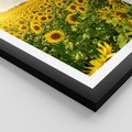 Plakat w ramie 30x40 - Idylla na łące słoneczników - łąka, słoneczniki - rama czarna