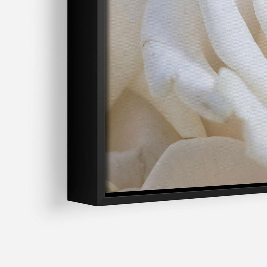 Obraz w ramie 70x50 - Białe róże piękności - białe, róże - rama czarna