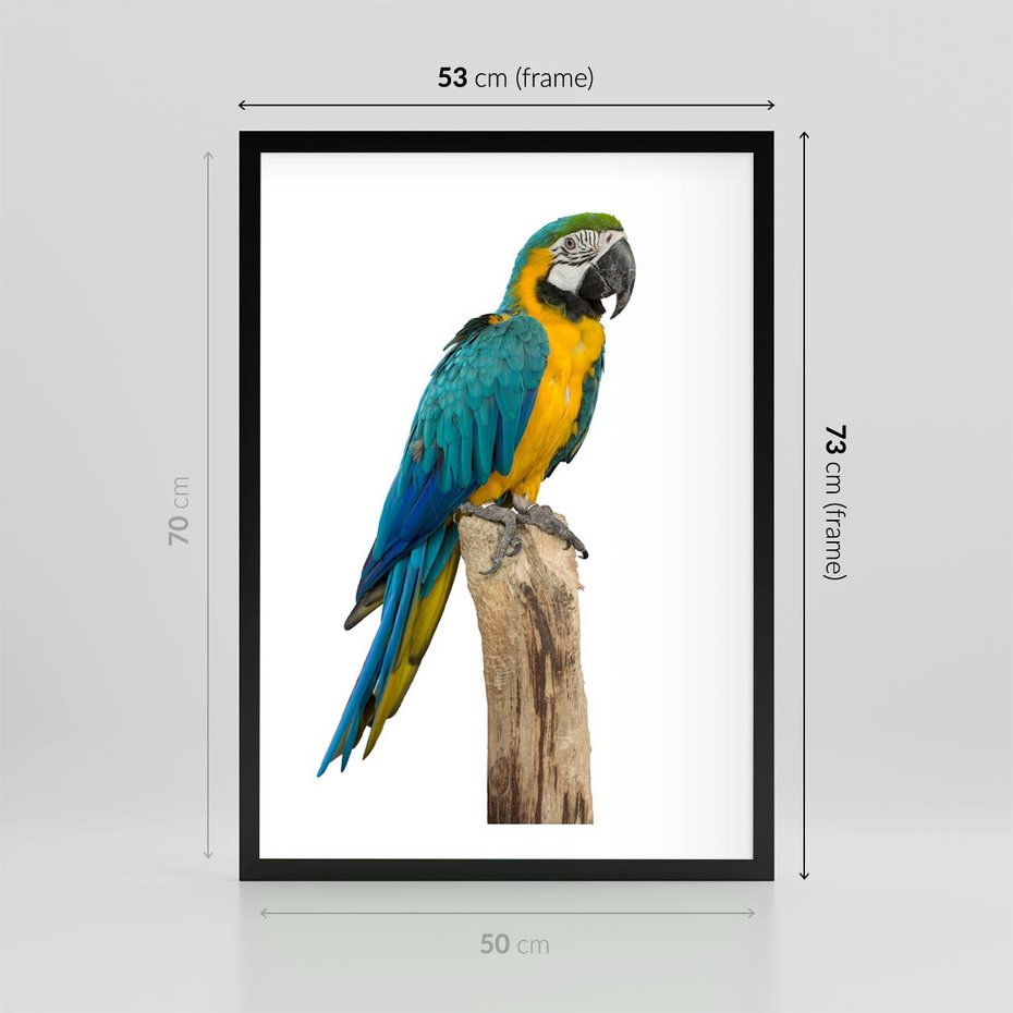 Plakat w ramie 50x70 - Kolorowa papuga w locie - papuga, ptak - rama czarna