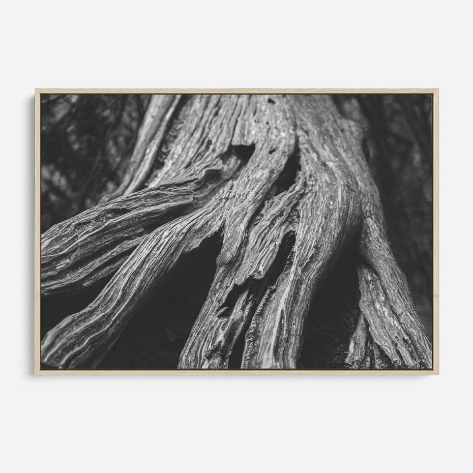 Obraz w ramie 70x50 - Siła Natury - czarno biała fotografia, korzenie wielkiego drzewa - rama drewno