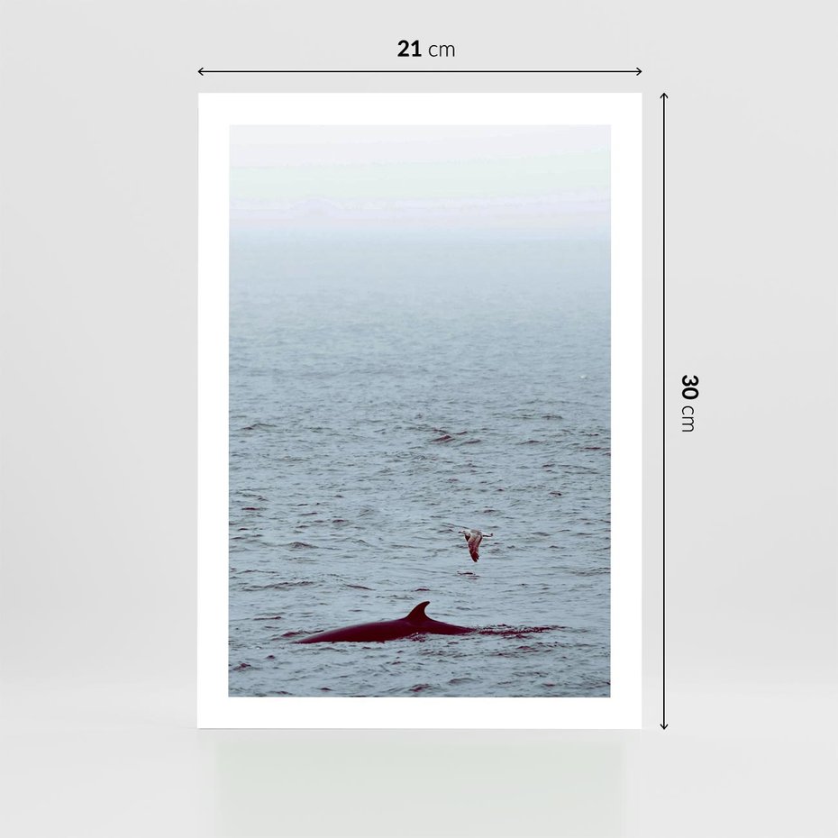 Plakat bez ramy 21x30 - Spotkanie z Orką - morze, ocean