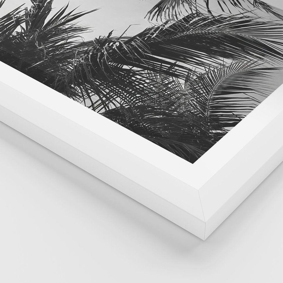 Plakat w ramie 50x70 - Palmy w Monochromii - palmy, tropikalne palmy - rama biała