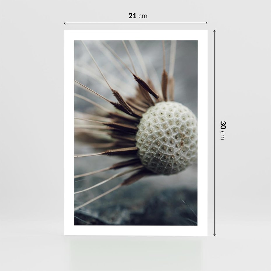 Plakat bez ramy 21x30 - Makro Dmuchawiec - dmuchawiec, zbliżenie