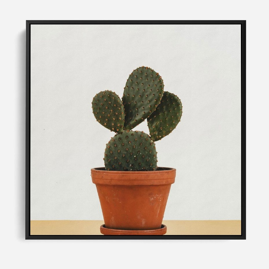 Obraz w ramie 50x50 - Kwiatowy taniec kaktusa - kaktus, kwiat - rama czarna