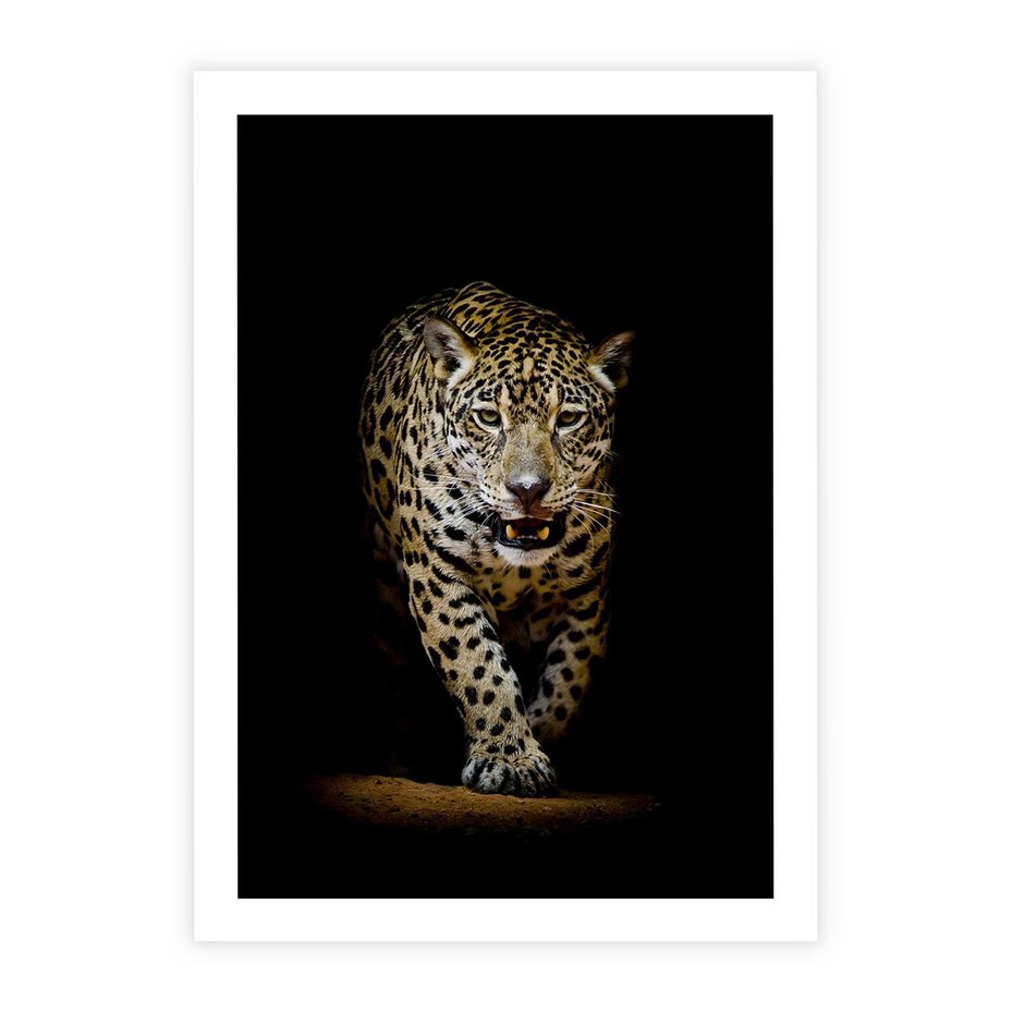 Plakat bez ramy 40x50 - Elegancja lamparta - lampart, pantera