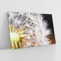 Obraz na płótnie 70x50 - Dmuchawiec: lekkość natury - dmuchawiec, natura