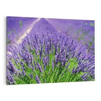 Obraz na płótnie 100x70 - Lawendowe pola piękno natury - lawenda, kwiaty