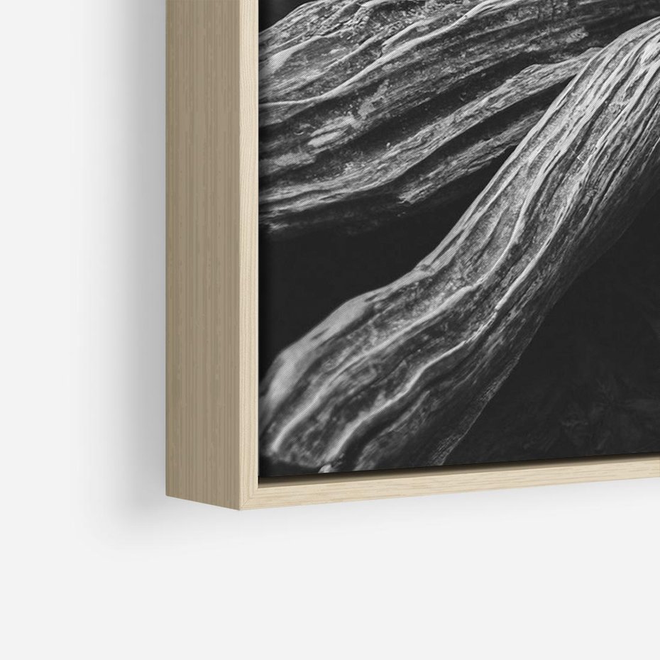 Obraz w ramie 70x50 - Siła Natury - czarno biała fotografia, korzenie wielkiego drzewa - rama drewno