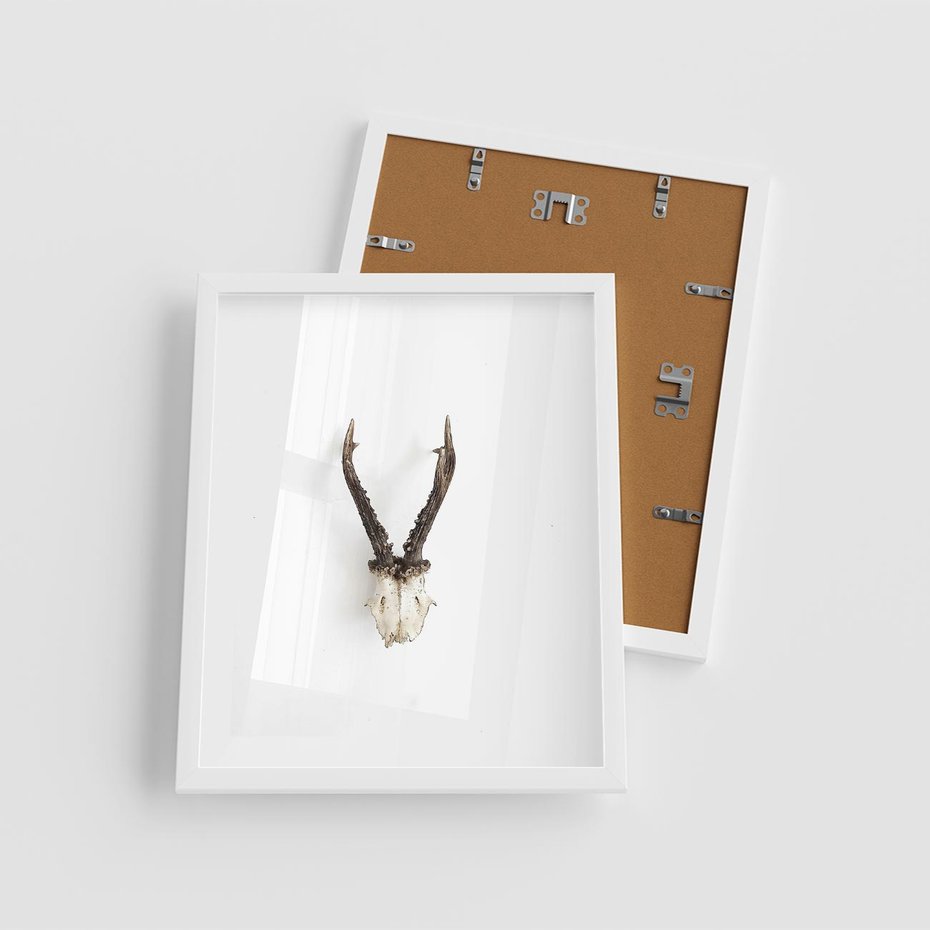 Plakat w ramie 40x50 - Minimalistyczne Poroże Jelenia - poroże jelenia na ścianie, minimalizm - rama biała