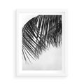 Plakat w ramie 50x70 - Czarno-Biały Kontrast - czarno białe zdjecie, palma - rama biała