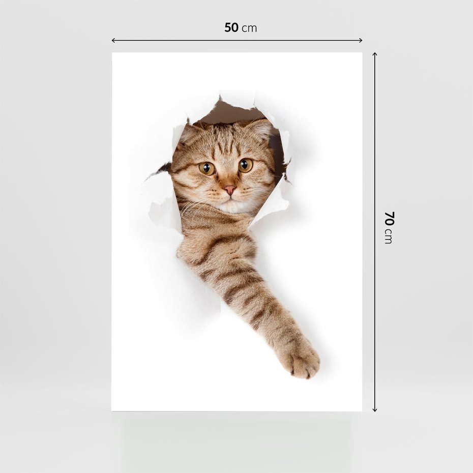 Plakat bez ramy 50x70 - Kot w Dziurze - kot, dziura