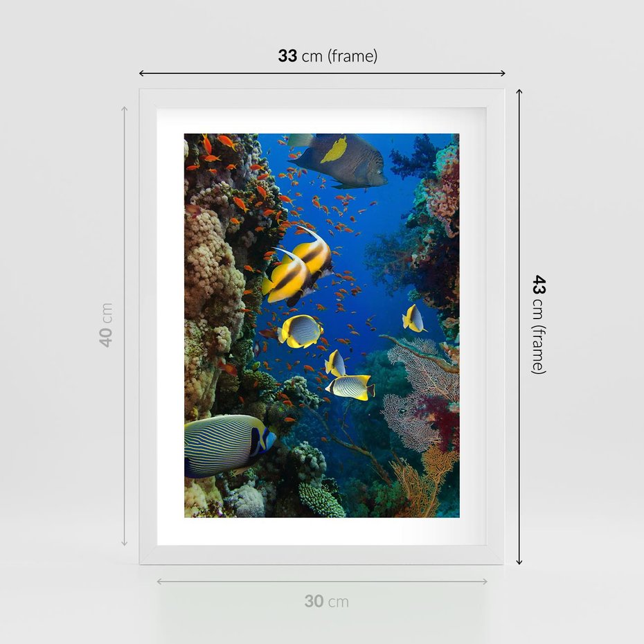 Plakat w ramie 30x40 - Podwodne królestwo rafy koralowej - rafa, koralowa - rama biała